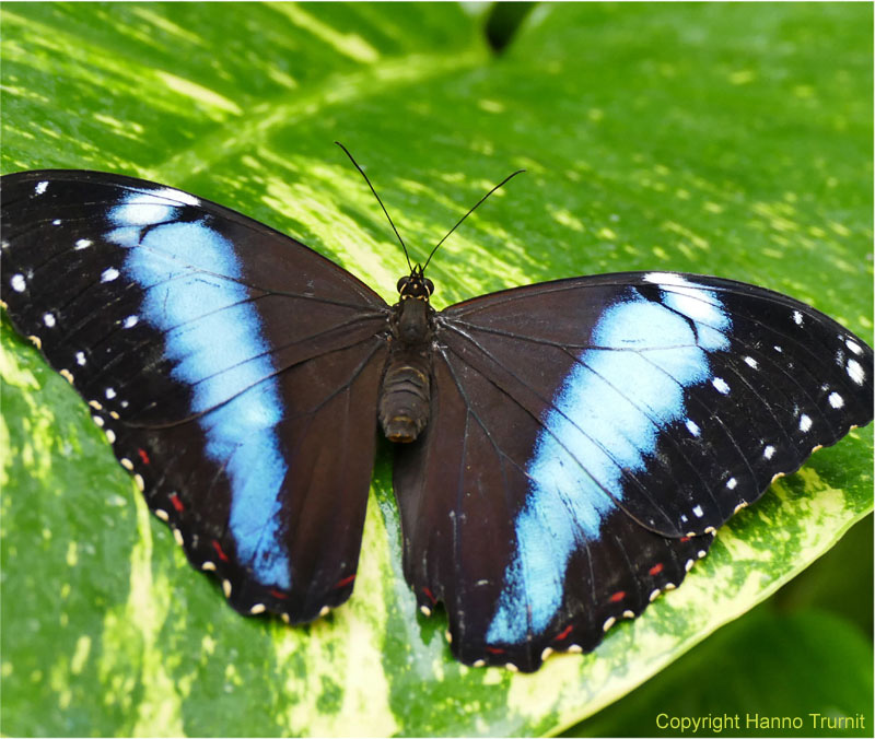 277.Blauer Morpho