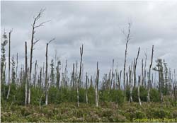 461.Toter Wald an der Peene